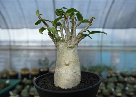 アデニウム　Adenium　No.6