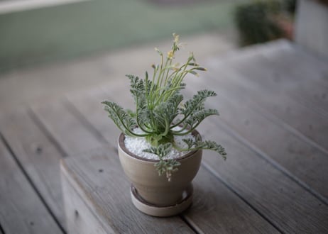 ぺラルゴ二ウム アッペンディクラツム 　Pelargonium appendiculatum
