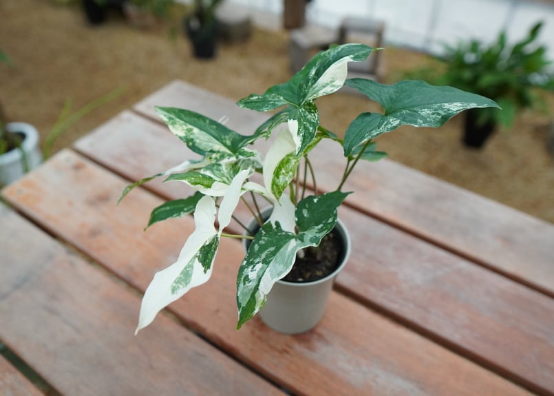 シンゴニウム フレンチマーブル | mana's farm:塊根植物・アガベ