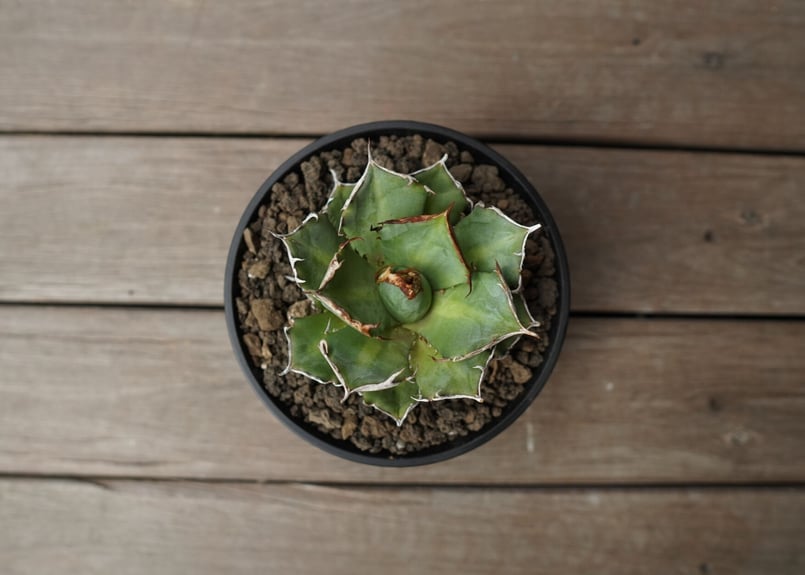 アガベ チタノタ 鬼爪 雪峰 Agave titanota “Onitsume Yukimi...