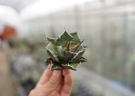 Agave titanota FO-76 C NO.1   (G)