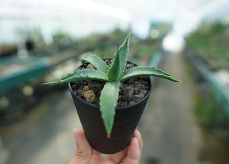 アガベ　ユタエンシス　カイバベンシス　Agave uthensis Kaibabensis