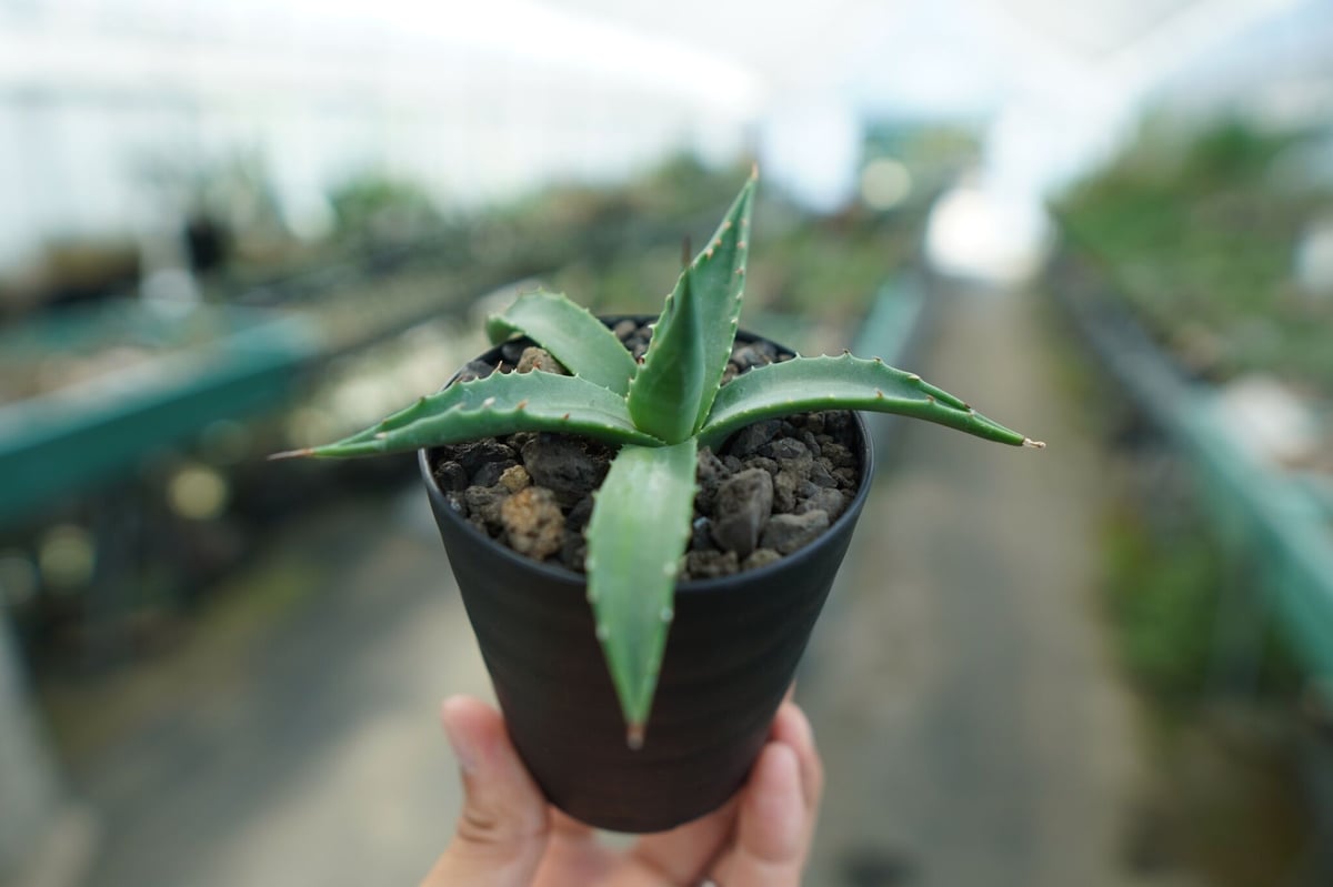 アガベ ユタエンシス カイバベンシス Agave uthensis Kaibabensis |
