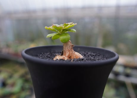 オトンナ　チュベローサ　Othonna tuberosa