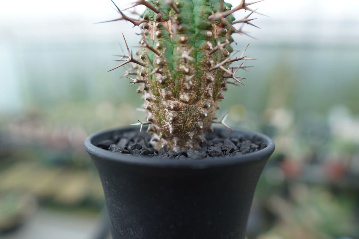 ユーフォルビア 群星冠 Euphorbia stellispina | mana's gree ユーフォルビア 群星冠 Euphorbia stellispina | mana's gree