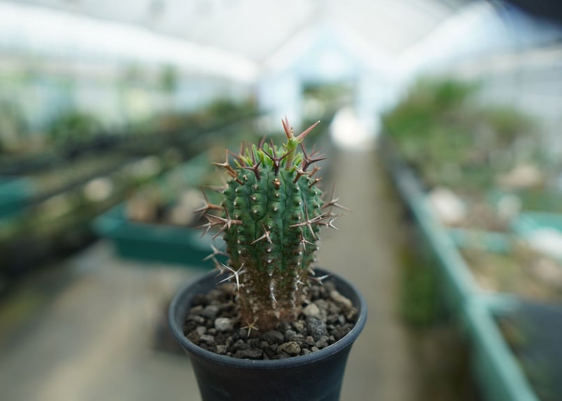 ユーフォルビア 群星冠　錦　子株付き　2.5号 ユーフォルビア 群星冠 錦 子株付き 2.5号 ユーフォルビア 群星