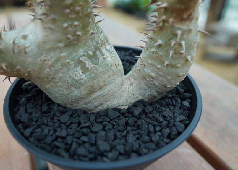 塊根植物　デンシフローラム2頭　鉢つき 塊根植物 デンシフローラム2頭 鉢つき パキポディウム デンシ