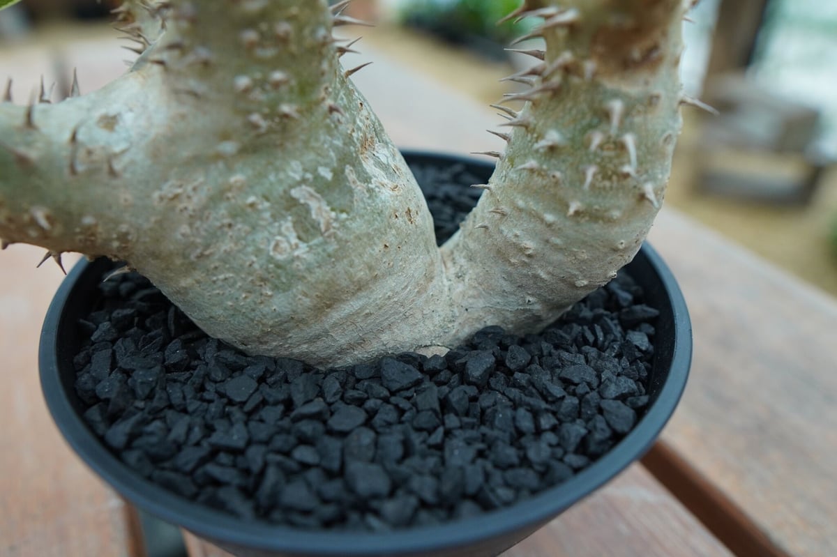 パキポディウム デンシフローラム Pachypodium densiflorum No.2