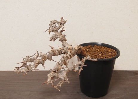 コミフォラ エイル Commiphora sp. Somalia Eyl