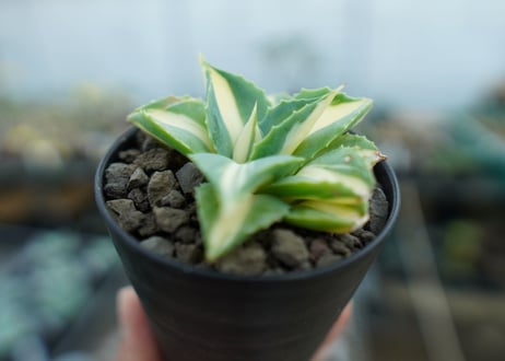 アガベ　王妃雷神錦　黄中斑　Agave　“Ohi Raijin Nishiki Kinakahu”