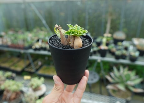オトンナ　チュベローサ　Othonna tuberosa No.1