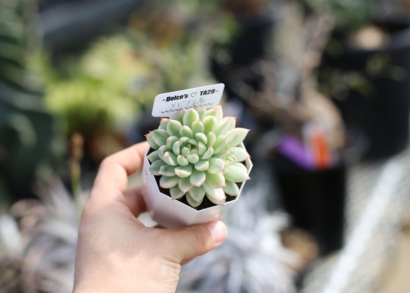 多肉植物　メラコ錦　未発根 多肉植物 メラコ錦 未発根 多肉植物 メラコ錦 未発根 【公式通販】