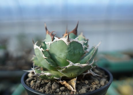 アガベ チタノタ R agave titanota R A8