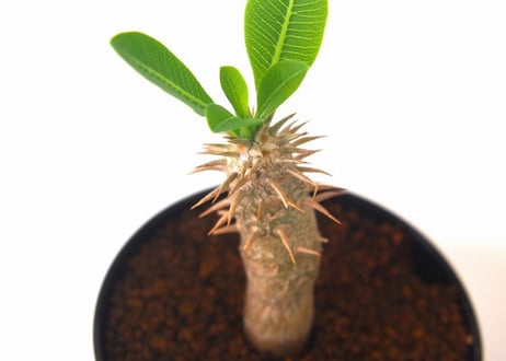 パキポディウム ホロンベンセ　 Pachypodium rosulatum var. horombense  ２