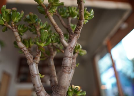 宇宙の木　Crassula ovata 'Gollum'