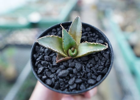 アガベ　チタノタ　FO-76　Agave titanota  FO-76　No.10