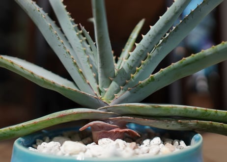 アロエ スプラフォリアータ Aloe suprafoliata
