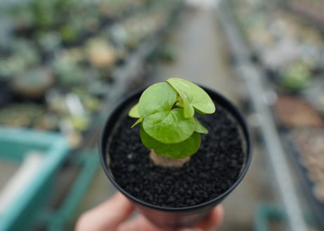 亀甲竜　Dioscorea elephantipes