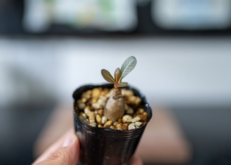 アデニウム ソコトラナム 沖縄実生 | mana's farm:塊根植物・アガベ