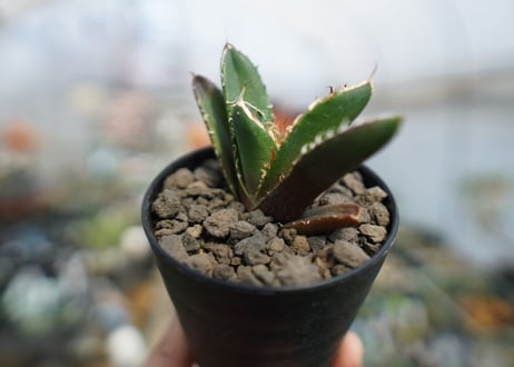 アガベ　チタノタ　鬼爪雪峰  Agave titanota “Onitsume Yukimine"　No.2