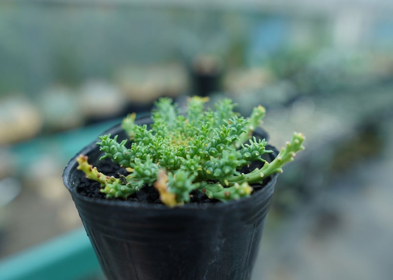 ユーフォルビア・ゴルゴニス（大） ユーフォルビア ゴルゴニス Euphorbia gorgonis No.3 | mana's