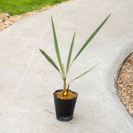 ブラヘアスパーシルバー　幹幅11センチ　極太株　ブラヘアアルマータ ブラヘアスパーシルバー 幹幅11センチ 極太株 ブラヘアアルマータ ブラ