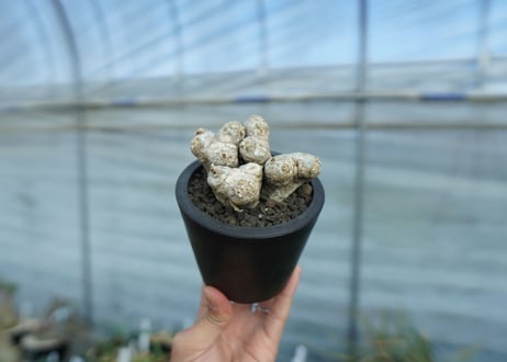 パキポディウム　ブレビカウレ　Pachypodium brevicaule