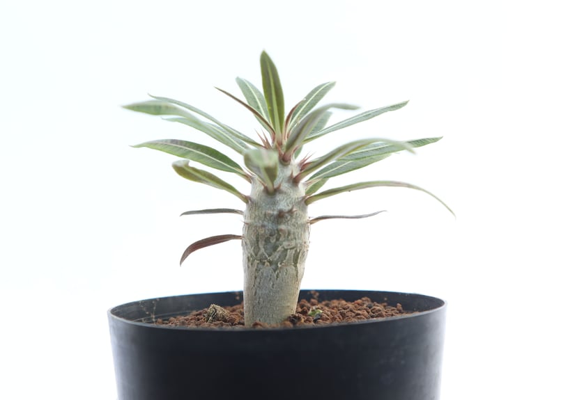 塊根植物　パキポディウム 　カクチペス パキポディウム カクチペス 実生株 014 Pachypodium cactipes