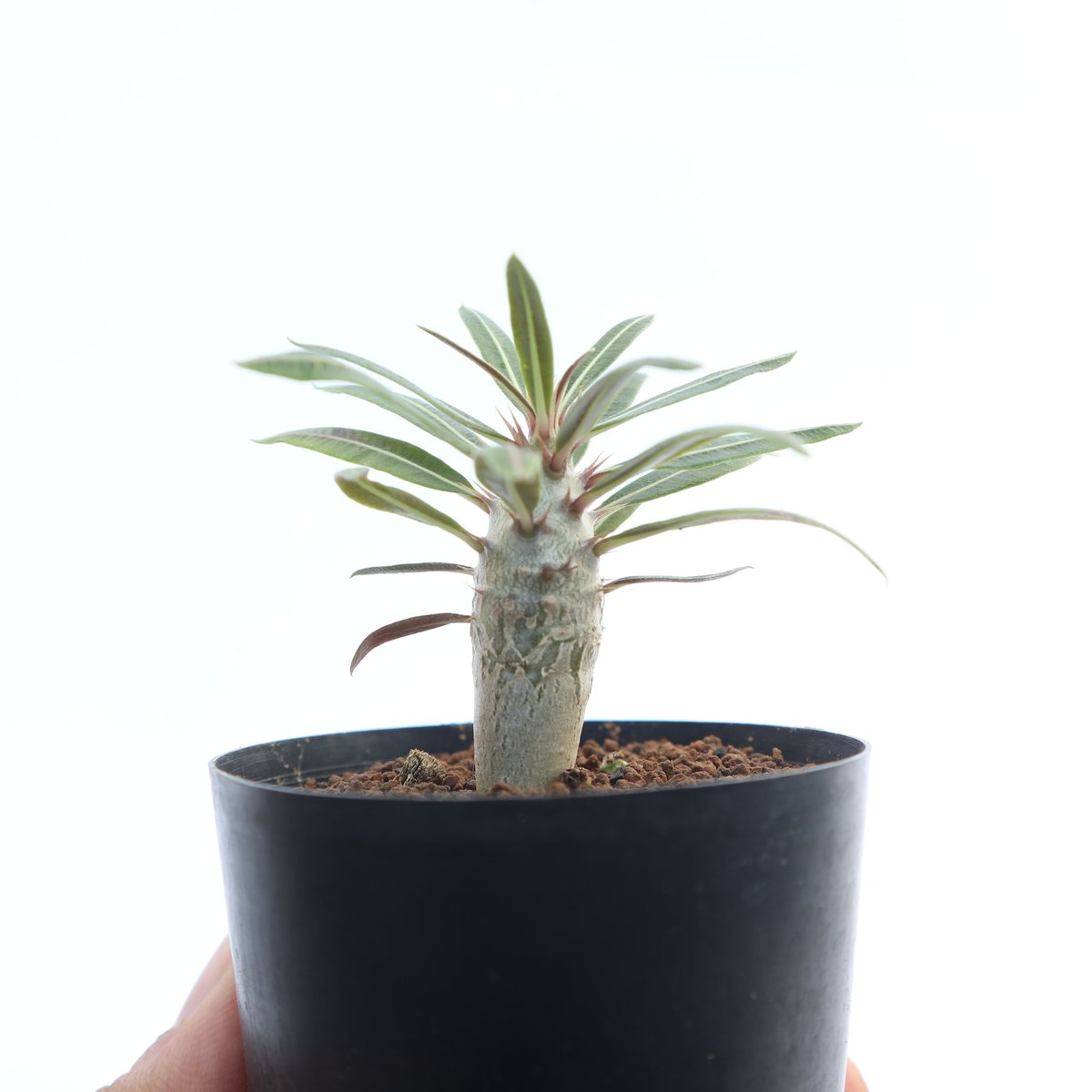 パキポディウム カクチペス 実生 | mana's green:塊根植物販売 パキポディウム カクチペス 実生 | mana's green:塊根植物販売