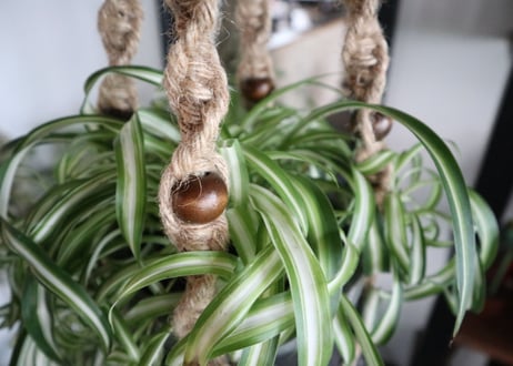 植物にちょっとしたスパイスを。＊マクラメロングタイプ