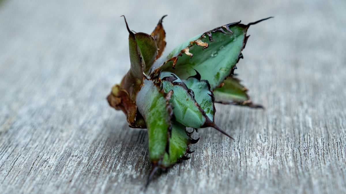 goodtaniku】アガベ 激熱小籠包産巨歯鯊 カキコ 発根済 goodtaniku