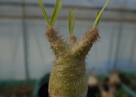 パキポディウム　グラキリス　Pachypodium gracilius　No.5