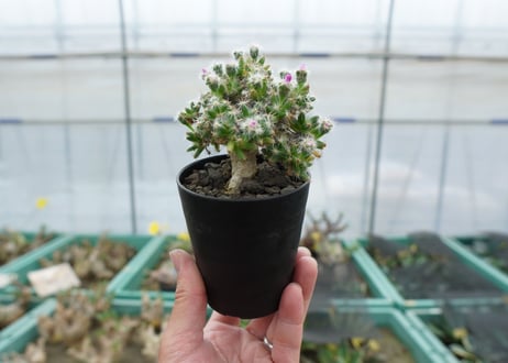 トリコディアデマ　デンサム　Trichodiadema densum