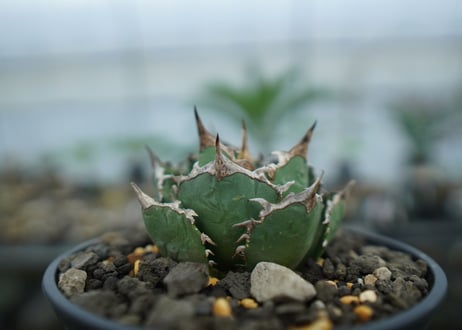 アガベ　チタノタ　FO-76　agave titanota  FO-76　No.15
