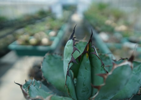 アガベ　チタノタ　 ブラックアンドブルー 　Agave titanota black and blue　No.9