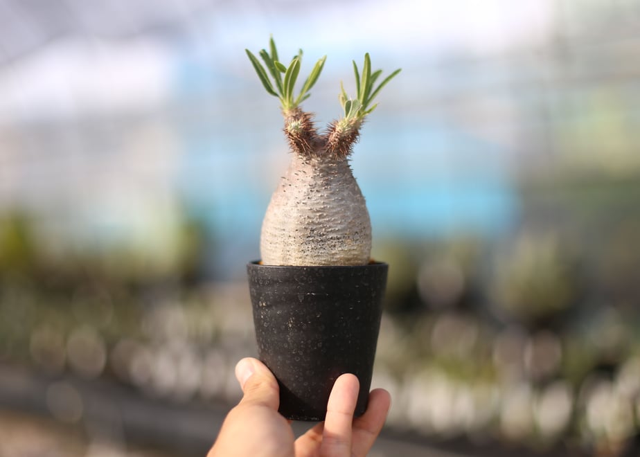 5ed651cc55fa035dbaaeaefb