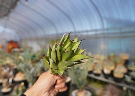 ×agave titanota 剣竜　No.7