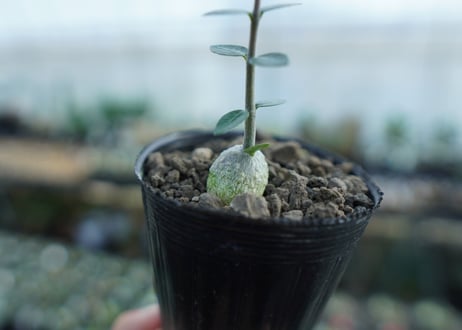 フォッケア　エデュリス　Fockea edulis　No.1