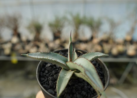 アガベ　シャークスキン Agave Sharkskin