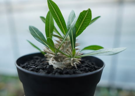 パキポディウム　恵比寿大黒　Pachypodium Densicaule　No.4
