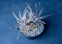 ダシリリオン ウィーレリー | mana's farm:塊根植物・アガベ・ドライ