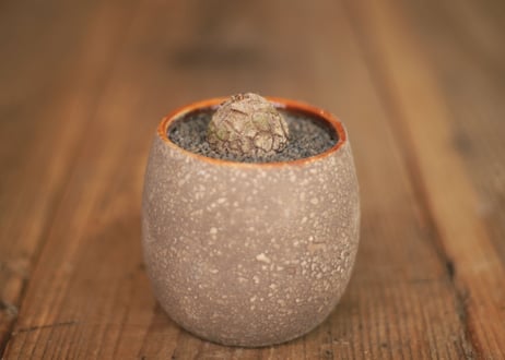 亀甲竜 Dioscorea elephantipes ミニ