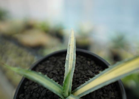 アガベ　マクロアカンサ錦　Agave macroacantha variegata NO.1
