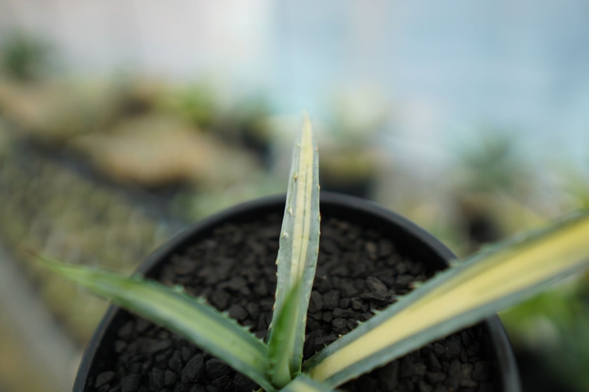 アガベ マクロアカンサ錦 Agave macroacantha variegata NO.1