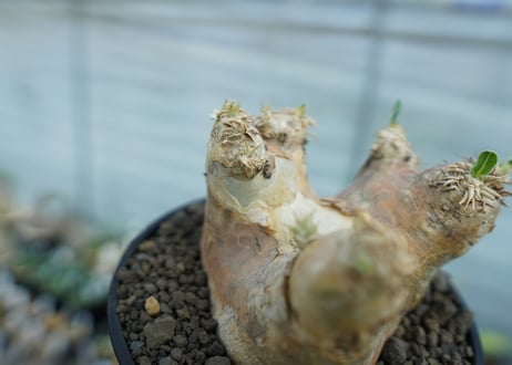 パキポディウム　エブレネウム　Pachypodium eburneum　No.2