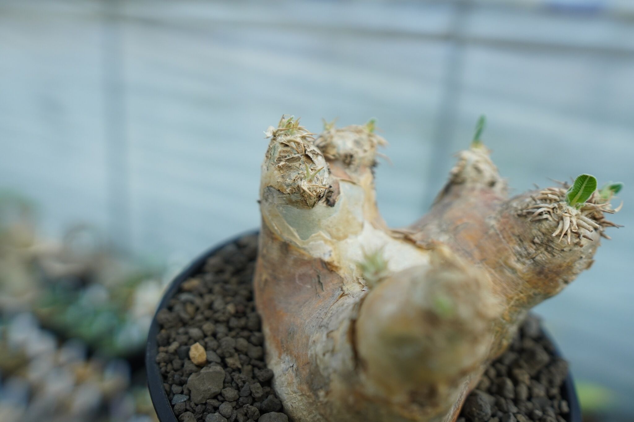 パキポディウム エブレネウム Pachypodium eburneum No.2 | mana