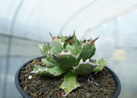 アガベ　チタノタ　ドワーフ　agave titanota  dwarf　No.2