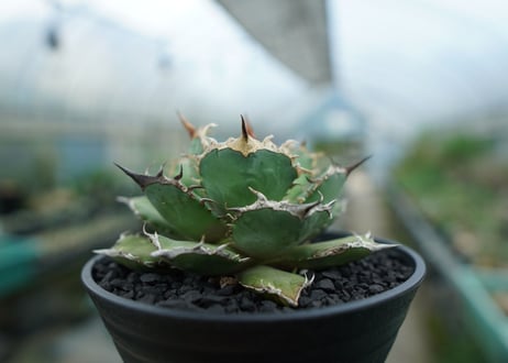アガベ　チタノタ　烈焔 Agave titanota "烈焔"　No.3