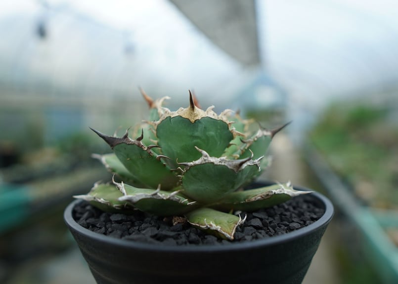 アガベ チタノタ 烈焔 Agave titanota 