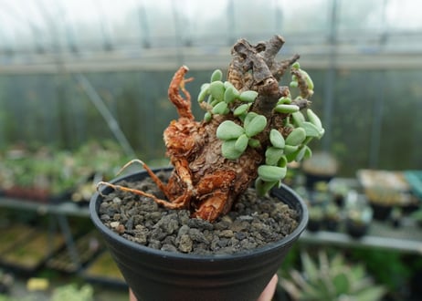 ケラリア　ピグマエア　Ceraria pygmaea No.3